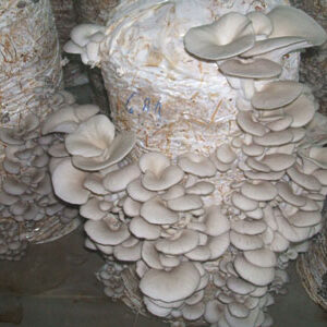 mushroom-farming002